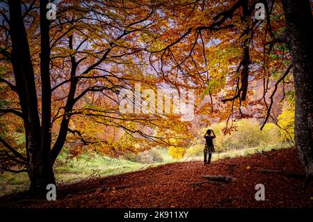 Autunno nel Parco Nazionale di Bula Vanturarita, Monti Carpazi, Romania. Vividi colori autunnali nella foresta. Foglie d'autunno colorate. Verde, giallo, arancione, Foto Stock
