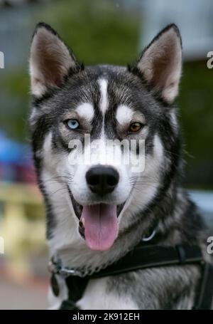 Primo piano verticale di un Husky siberiano con occhi blu e marroni Foto Stock