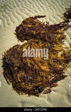 Un primo piano verticale di un'alga rossa su un terreno sabbioso Foto Stock