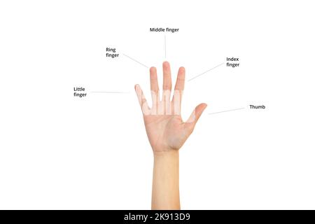 Mano di donna che mostra le sue cinque dita con i nomi su uno sfondo bianco con spazio di copia Foto Stock