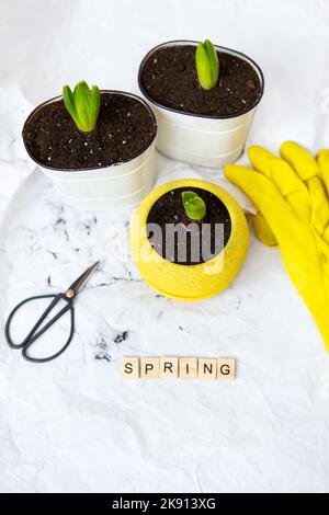 Bulbi giacinto trapiantati in vasi nuovi, sullo sfondo di attrezzi da giardinaggio, guanti gialli. Lettere primaverili. Foto Stock