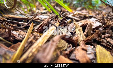 Un primo piano di frammenti di legno rotti e ramoscelli su un pavimento di foresta Foto Stock