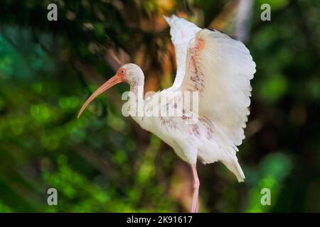 Bianco Ibis in piedi con ali sparse. Foto Stock