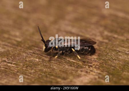 Un primo piano di un'ape solitaria comune di colore giallo su una superficie ruvida Foto Stock