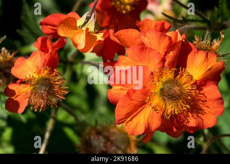 Avens, Orange, Geum Dolly Nord, Geum flower, primo piano, Fiore Foto Stock