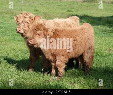 Due vitelli delle Highland su un prato in Germania. Il loro mantello è di colore giallo Foto Stock