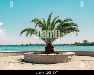 Una palma isolata sulla riva del mare in Italia Foto Stock