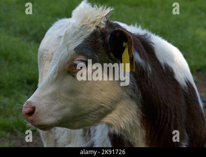 Ritratto di una giovane mucca grigia-bruna e bianca su un prato in Germania. È un giovane con lunghe ciglia bianche Foto Stock