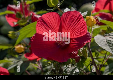 Hibiscus mosscheutos Southern Belle Hibrid Foto Stock