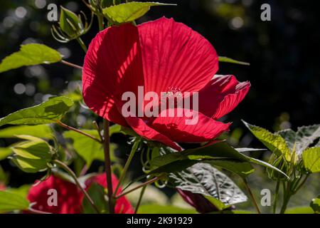 Hibiscus mosscheutos Southern Belle Hibrid Foto Stock