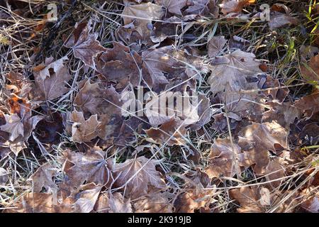 Sfondo naturale da foglie congelate su erba appassita nel primo gelo autunno giorno vista dall'alto Foto Stock