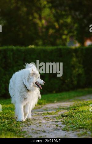 Un primo piano verticale di un cane Samoyed bianco peloso in un sentiero del parco catturato con la lingua fuori Foto Stock