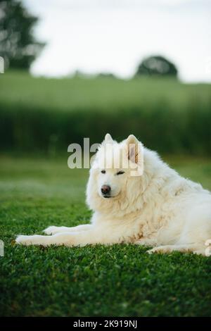 Una verticale di un adorabile cane Samoyed con soffice pelliccia bianca catturata seduto su un prato verde Foto Stock
