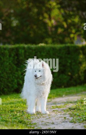 Un primo piano verticale di un cane Samoyed bianco peloso in piedi in un sentiero del parco Foto Stock