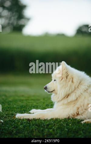 Una verticale di un adorabile cane Samoyed con soffice pelliccia bianca catturata seduto su un prato verde Foto Stock