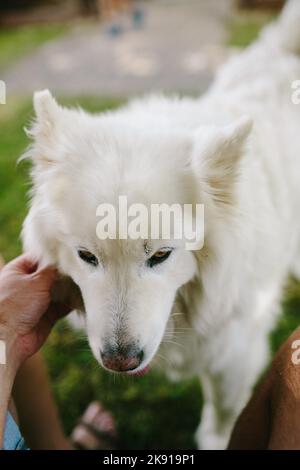 Un primo piano verticale di una persona che accarezzava un cane Samoyed con la sua lingua catturata all'aperto Foto Stock