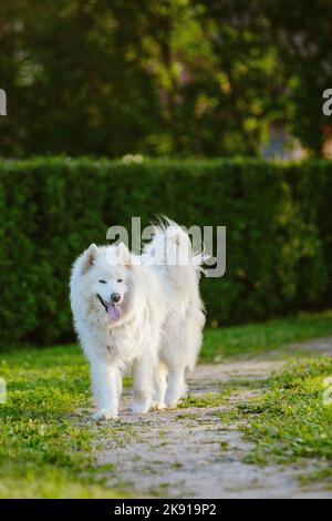 Un primo piano verticale di un cane Samoyed bianco peloso in un sentiero del parco con la lingua fuori in una giornata di sole Foto Stock