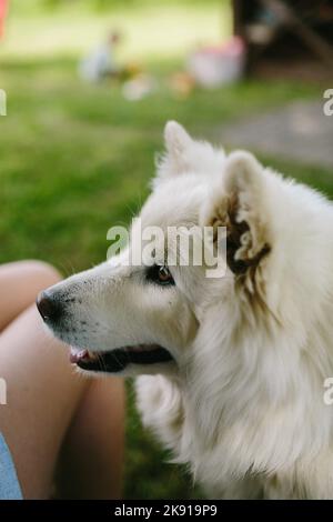 Una verticale di un adorabile cane Samoyed profilo laterale catturato in primo piano Foto Stock