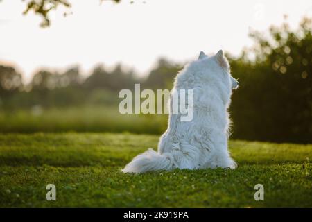 Un primo piano di un cane Samoyed bianco peloso in un sentiero del parco catturato da dietro Foto Stock