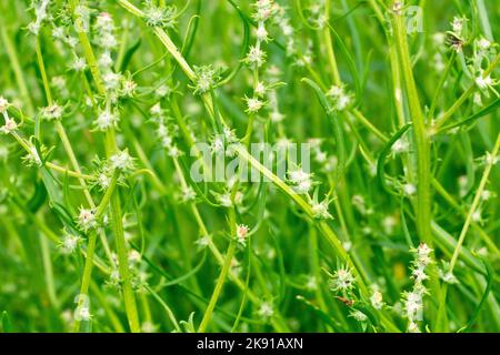 Shore Orache (littoralis di atriplex), anche conosciuto come erba-leaved o Orache di Grassleaf, primo piano che mostra la pianta sottile lunga in seme. Foto Stock
