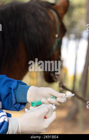 dettaglio verticale delle mani di un veterinario con guanti bianchi e uniforme che tiene una siringa e una bottiglia per vaccinare il cavallo. verticale marrone cavallo ba Foto Stock