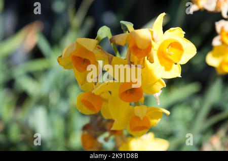 Un primo piano di bellissimi fiori di Daffodil che crescono in un giardino Foto Stock