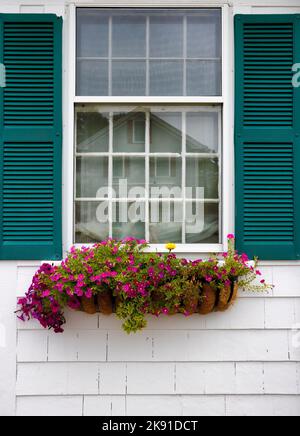 Una bella finestra di fiori piena di fiori colorati e allegri fioritura. Foto Stock