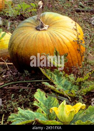 Toppa per zucca. Zucche che crescono in un campo. Raccolto autunnale. Primo piano di zucca e fiore di zucca. Cibo americano per le vacanze Foto Stock