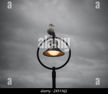 Seagull in piedi sul lampione stradale a Dublino, Irlanda. Foto Stock