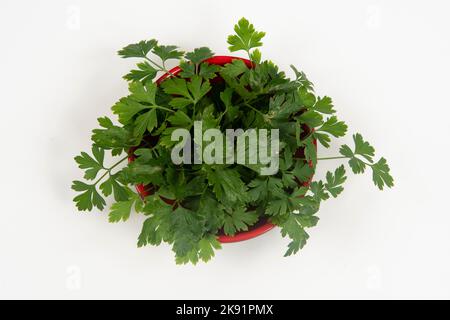 prezzemolo in una ciotola isolata senza nessuno. Foto Stock