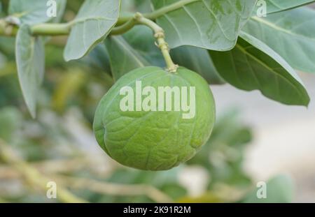 Calotropis Procera pianta con frutta in Qatar Foto Stock