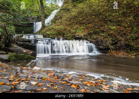 Foglie di colore dorato viste accanto all'acqua che scorre velocemente a Scaleber Force mentre Stockdale Beck si trasforma in Scaleber Beck. Foto Stock