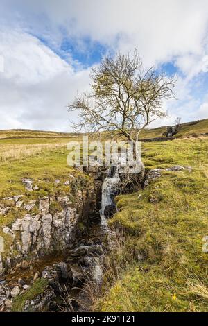 Un giovane albero solitario catturato accanto ad una cascata nella zona di Upper Wharfedale delle Yorkshire Dales. Foto Stock