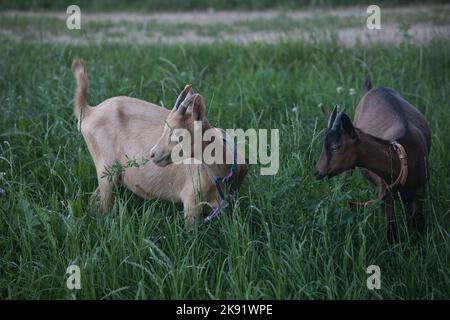 Le due caprette con collari blu e marrone pascolano su un fresco pascolo verde in campagna Foto Stock