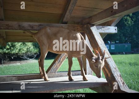 Un curioso capretto marrone chiaro che si erge su una struttura di legno nel mezzo di un prato verde Foto Stock