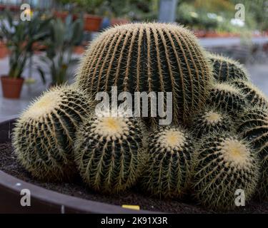 Un fuoco selettivo sparo di grande verde Golden barrel cactus pianta in un vaso nel negozio Foto Stock