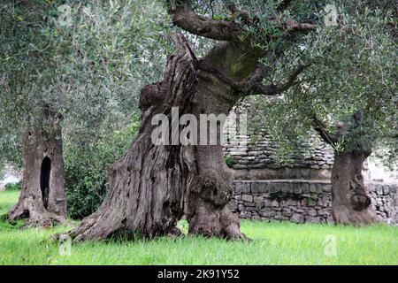 Ulivo gigante in azienda di produzione di olive , Puglia, Italia Foto Stock