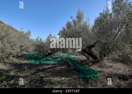 Campo di olivi centenari pronti per la raccolta Foto Stock