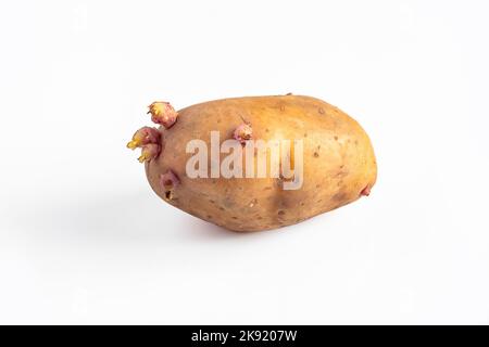 Germogli su tuberi di patate. Patate germogliate su fondo bianco. Semi per piantare in terra. Giardinaggio e agricoltura di ortaggi. Foto Stock