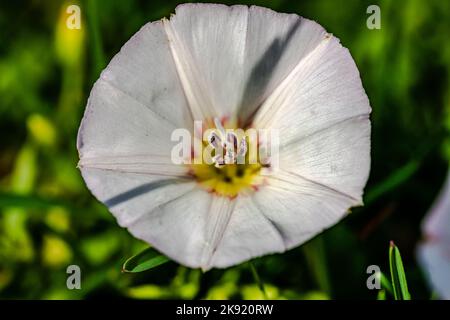 Macro fotografia - fiori di erba bindweed nel prato Foto Stock