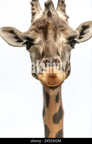 primo piano di una giraffa che mi guarda con curiosità Foto Stock