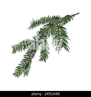 Acquerello rami di abete rosso. Rami realistici di pino verde. Ramo con aghi Foto Stock