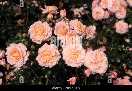 PRIMA VISTA DEI FIORI ROSA SALMONE DELLA ROSA 'KALMAR' Foto Stock