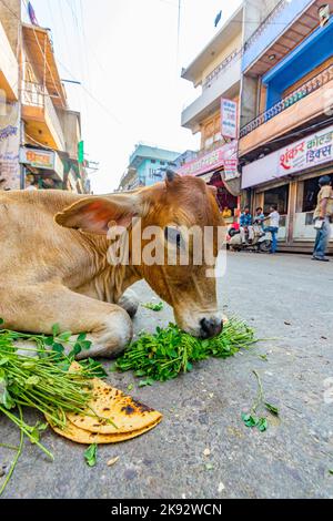 JODHPUR, INDIA - Oct 23, 2012: Vacca indiana che mangia verdure e pane al mattino. Dare cibo alle mucche dalla gente significa fortuna per il giorno. Foto Stock