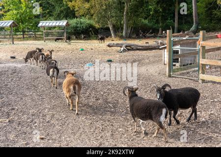 Port Townsend, Washington, Stati Uniti. Gregge di pecora di Soay britannica in un unico file in una penna. Foto Stock