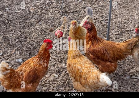 Port Townsend, Washington, Stati Uniti. Gregge di galline che pecano liberamente ad una mela che è stata appesa su una corda per loro. Rhode Island Red e Golden Foto Stock