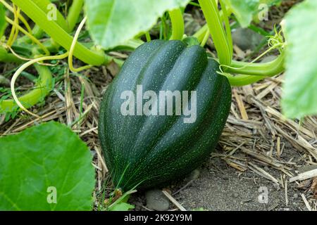 Port Townsend, Washington, Stati Uniti. Zucca di Acorn che cresce sulla vite Foto Stock