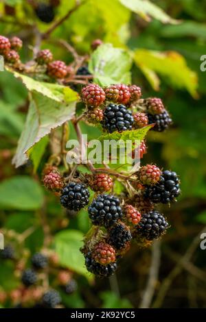 Port Townsend, Washington, Stati Uniti. More sulla vite in varie fasi di maturazione. Foto Stock