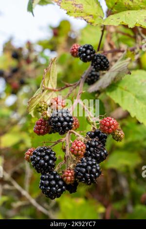 Port Townsend, Washington, Stati Uniti. More sulla vite in varie fasi di maturazione. Foto Stock