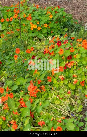 Port Townsend, Washington, Stati Uniti. Gruppo di nasturzi che crescono in un orto. Foto Stock